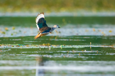 Close-up of bird flying over lake