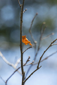 Close-up of leaves on tree during winter