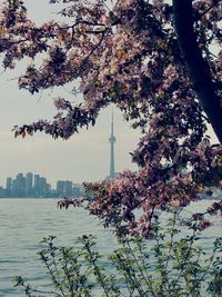 Cherry blossom tree by building against sky