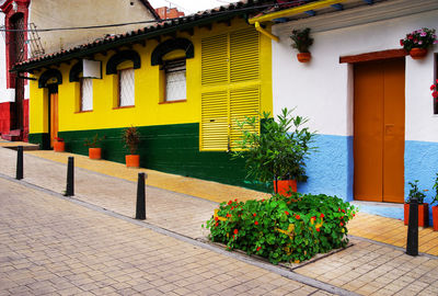 Potted plant on footpath by building