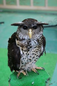 Portrait of owl perching on branch