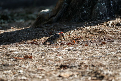 Red-bellied woodpecker melanerpes carolinus pecks for food from on the ground in naples, florida.