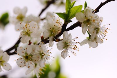 Close-up of white cherry blossom tree