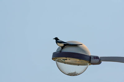 Low angle view of bird on street light against clear sky