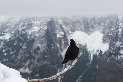 Black bird, an alpine chough perching on branch in mountains in winter