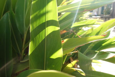 Close-up of green leaves