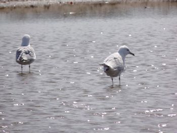 View of birds in lake