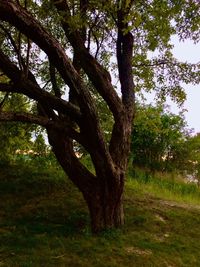 Trees growing in field