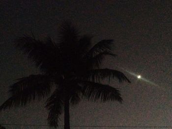 Low angle view of palm trees against sky at night