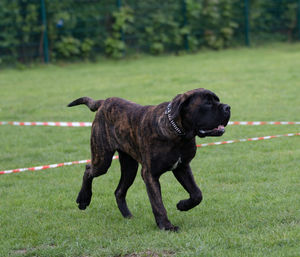 Black dog on field