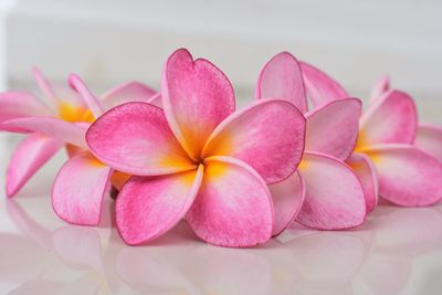 Close-up of pink flowers