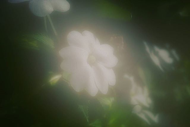 flower, freshness, growth, fragility, petal, beauty in nature, flower head, close-up, nature, focus on foreground, plant, blooming, white color, selective focus, single flower, in bloom, stem, outdoors, day, blossom