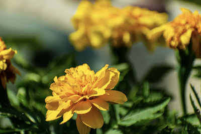 Close-up of yellow flowering plant