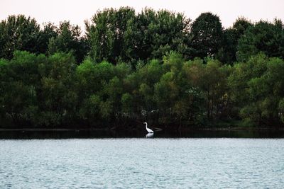 Swan on lake by trees against sky