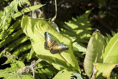 Close-up of butterfly on leaf