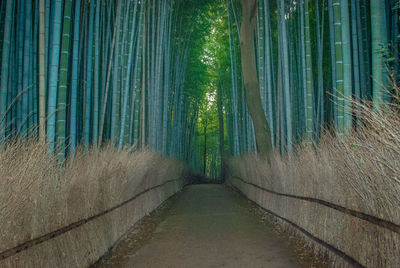 Rear view of woman walking in forest