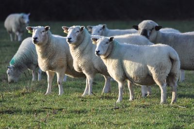 Sheep on grassy field