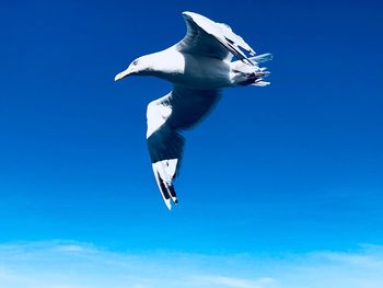 Low angle view of seagull flying