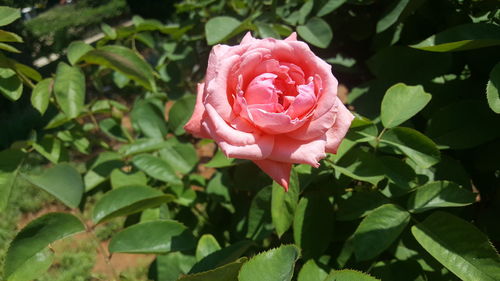 Close-up of pink rose