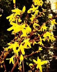 Close-up of yellow flowers at night