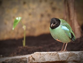 Close-up of bird perching on a plant