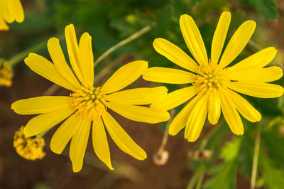 Close-up of yellow flowers blooming outdoors