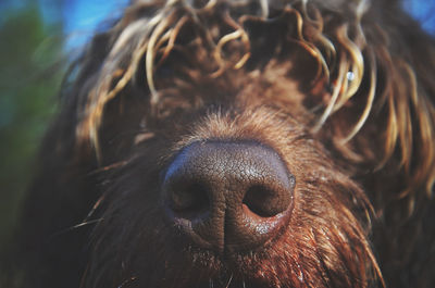 Close-up of brown dog nose
