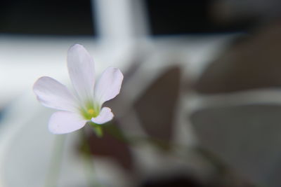 Close-up of small white flower