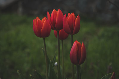 Close-up of red tulip flowers on field