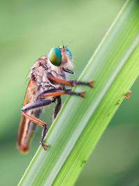 Close-up of insect on leaf