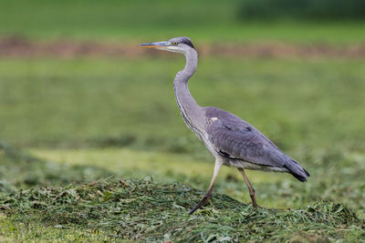 Close-up of heron on field