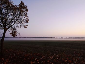 Scenic view of field against clear sky during sunset