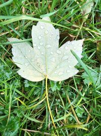 High angle view of raindrops on leaf