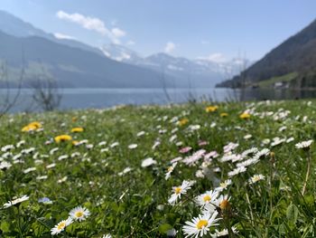 White flowering plants on field against sky