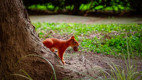Portrait of squirrel on field