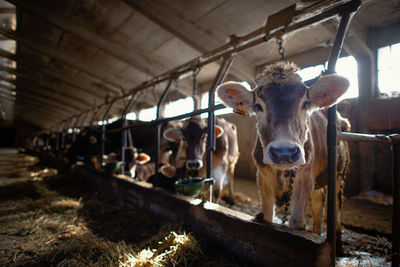 Portrait of cows in shed