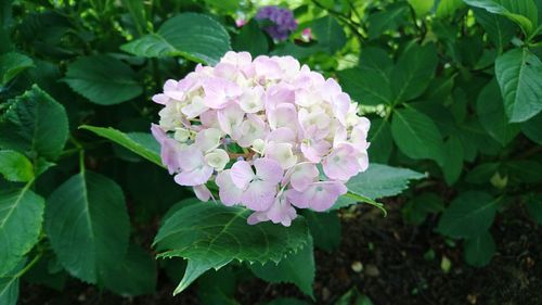 Close-up of purple flowers blooming outdoors