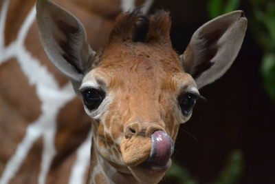 Close-up portrait of goat