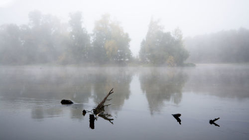 Ducks swimming in lake against sky