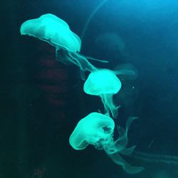 Jellyfish swimming in sea