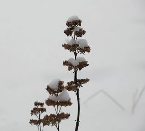 Close-up of wilted plant against sky during winter