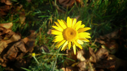 Close-up of yellow flower blooming in field