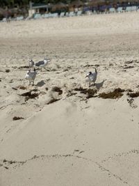 View of seagulls on beach