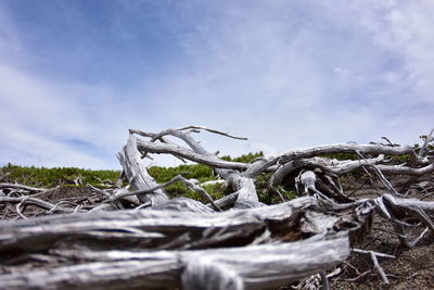 Close-up of driftwood on land against sky