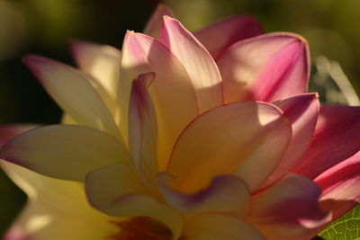 Close-up of pink crocus