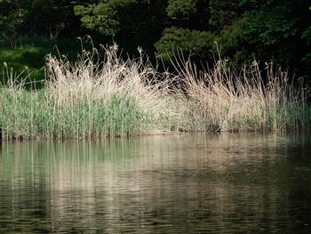 Scenic view of lake in forest