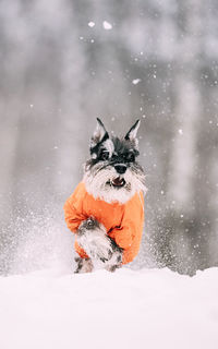 Dog standing on snow covered field