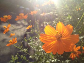 Close-up of yellow flower blooming outdoors