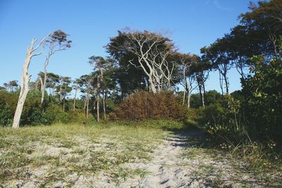 Scenic view of landscape against clear sky