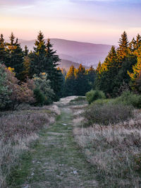 Footpath amidst trees against sky during sunset